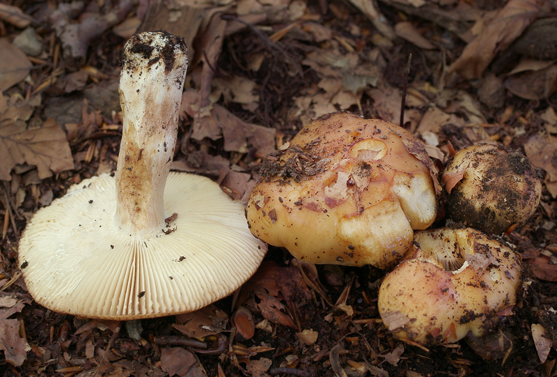 Russula laurocerasi